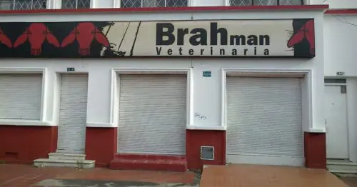 BRAHMAN VETERINARIA BRAHMAN VETERINARIA